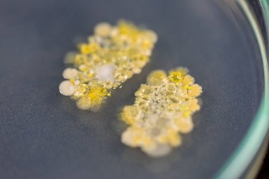 硫氧還蛋白氧化還原酶(TrxR)代測(cè)檢測(cè)測(cè)定服務(wù) 硫氧還蛋白氧化還原酶(TrxR)代測(cè)檢測(cè)測(cè)定服務(wù)