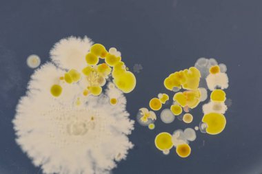 生物胺類檢測在高效液相色譜法中的應用圖2 生物胺類檢測在高效液相色譜法中的應用圖2
